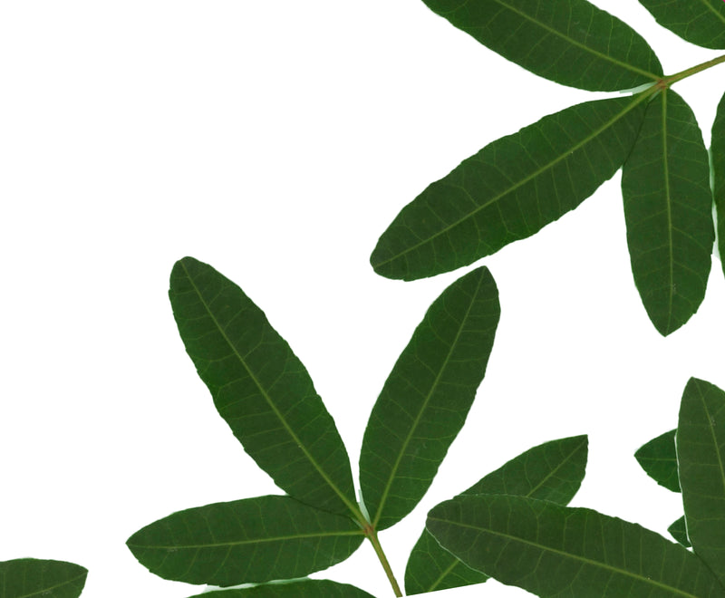 Close-up of green tea leaves representing L-Theanine on a white background