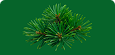 Wintergreen